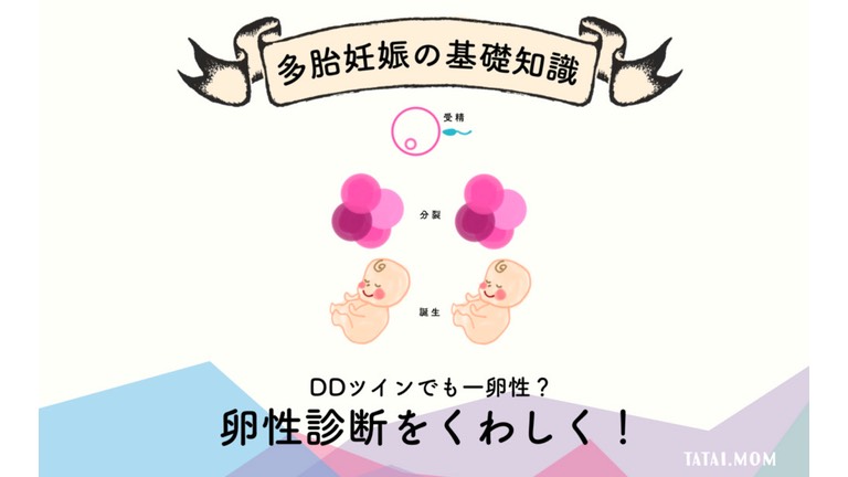 卵生診断をくわしく　DDツイン　一卵性